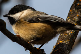 Helping Wild Animals Through Winter