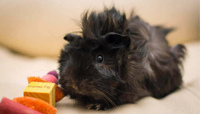 Black guinea pig next to a wooden chew toy