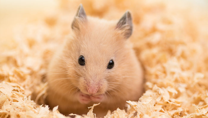 Yellow Hamster in Bedding