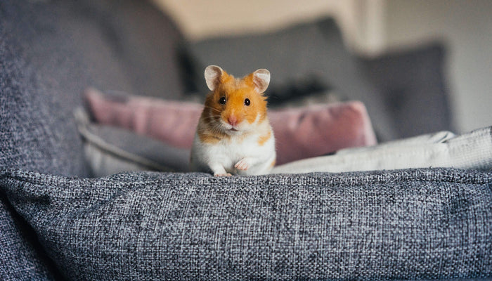 Orange and white hamster standing on a couch