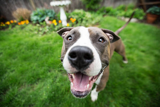 Speaking Your Dog's Language