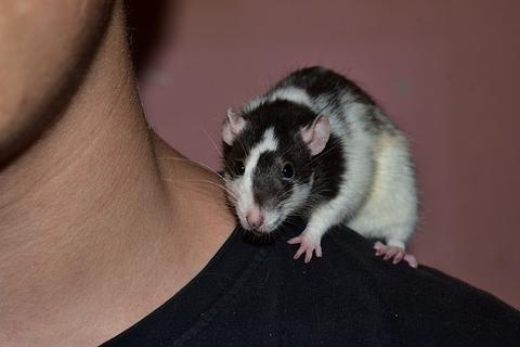 Caring for Your Pet Rat
