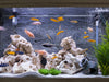 Cooling an Aquarium During Heat Waves