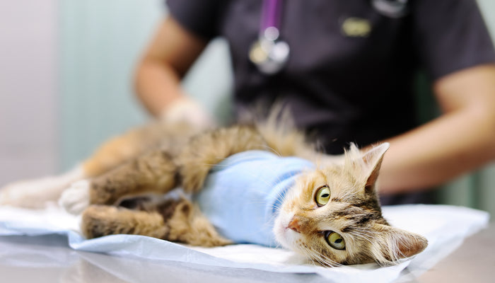 Cat laying on table post-surgery looking into camera with veterinarian behind it