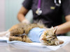 Surgery and Your Pet: What You Need to Know