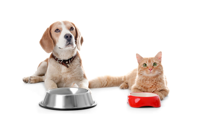 Isolated Cat and Dog Laying Down With Empty Food Bowls