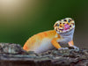 Protecting Your Lizards with High-Grade Food and Supplements