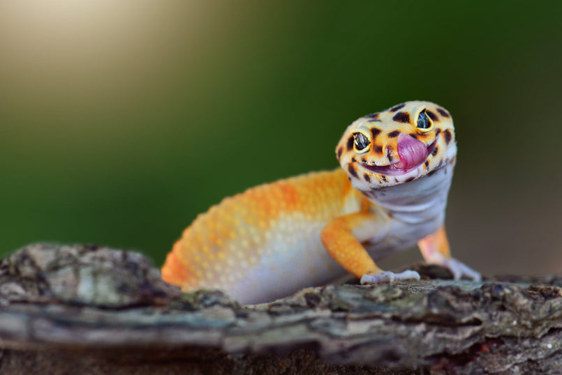 Protecting Your Lizards with High-Grade Food and Supplements