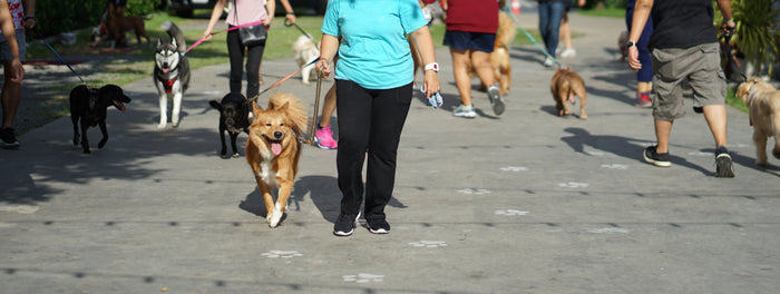 Variety of dogs walking with their owners at public event