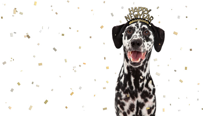 Dalmatian Dog with Happy New Year Headpiece with Gold Confetti