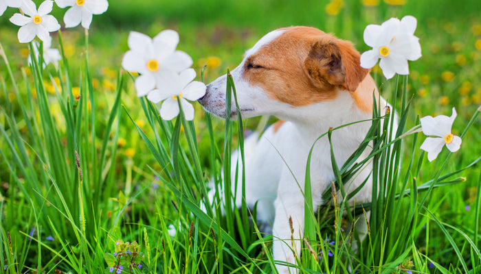 Beagle Dog in Grass and Wildflowers