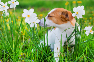 Does Your Dog Have Allergies?