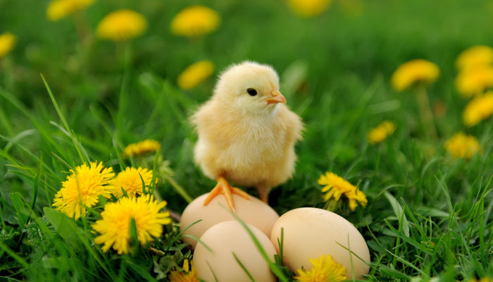 Baby chicken resting foot on three chicken eggs