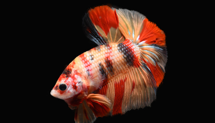 Isolated Red, White and Black Betta Fish