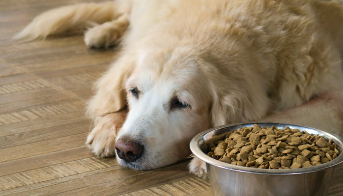 Digestive Problems in Cats and Dogs