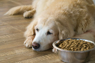 Digestive Problems in Cats and Dogs