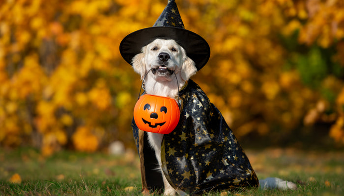 White Lab Outside and Dressed as a Witch for Halloween