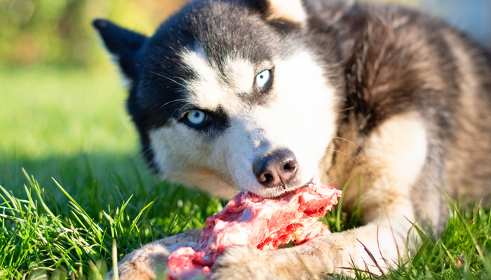 Husky Eating Raw Bone Looking Into Camera