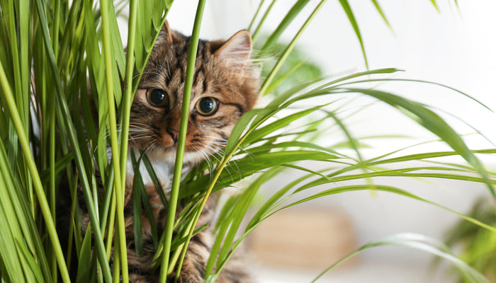 Indoor cat sitting in indoor plant looking into camera