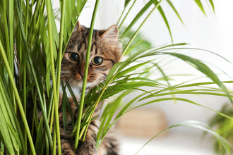 Pet-Safe Indoor Plants