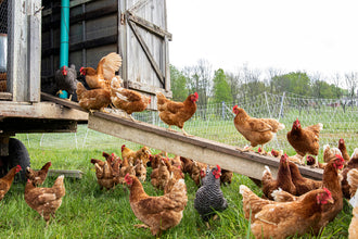Raising Chickens in Cities and Suburbs: An Overview