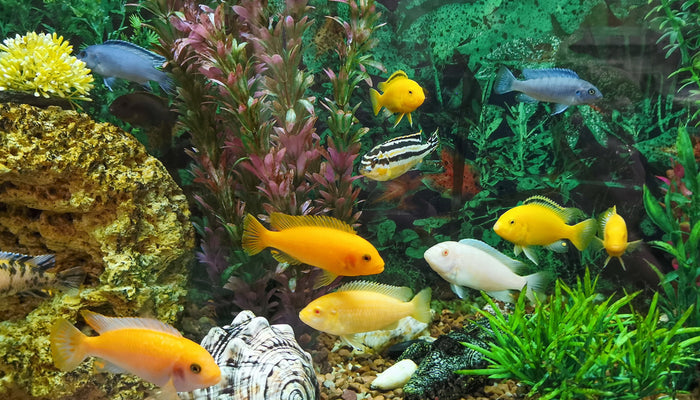 Tropical Aquarium with multiple fish