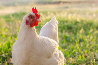 More than Corn: The Proper Feeding of Poultry