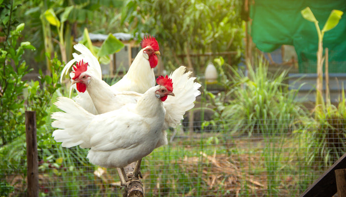Four Must-Haves For Sheltering Your Backyard Poultry