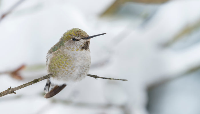 Hummingbird in Tree amongst Winter Snow