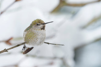 The Importance of Feeding Hummingbirds Throughout the Winter