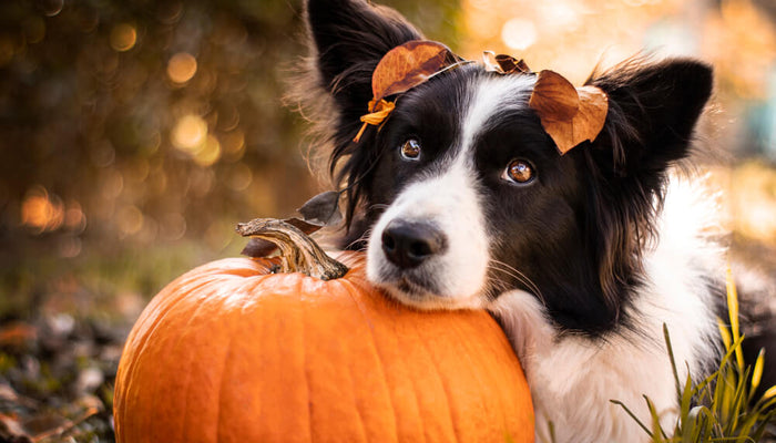 Black and White Border Collie Resting Head on Pumpkin