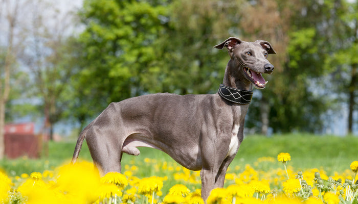 Grey Greyhound in Yellow Flowers