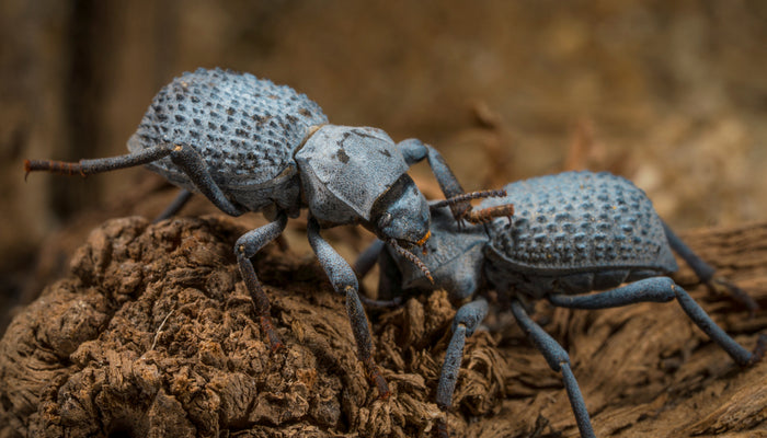 Two Blue Feigning Death Beetles