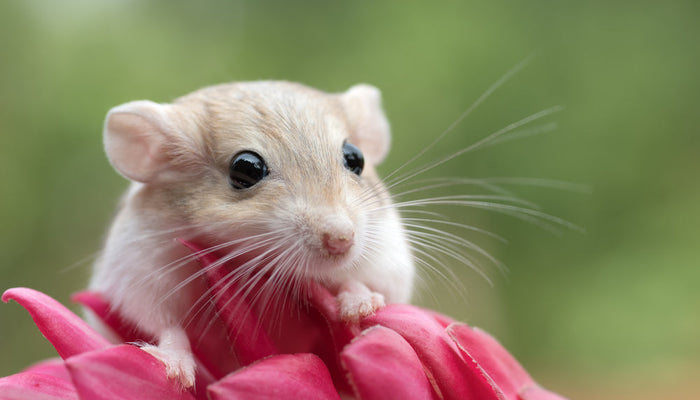 Isolated Brown Pet Gerbil