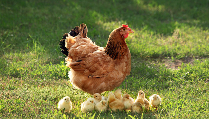 Backyard chicken with her chicks