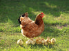 How to Breed Your Hens and Roosters