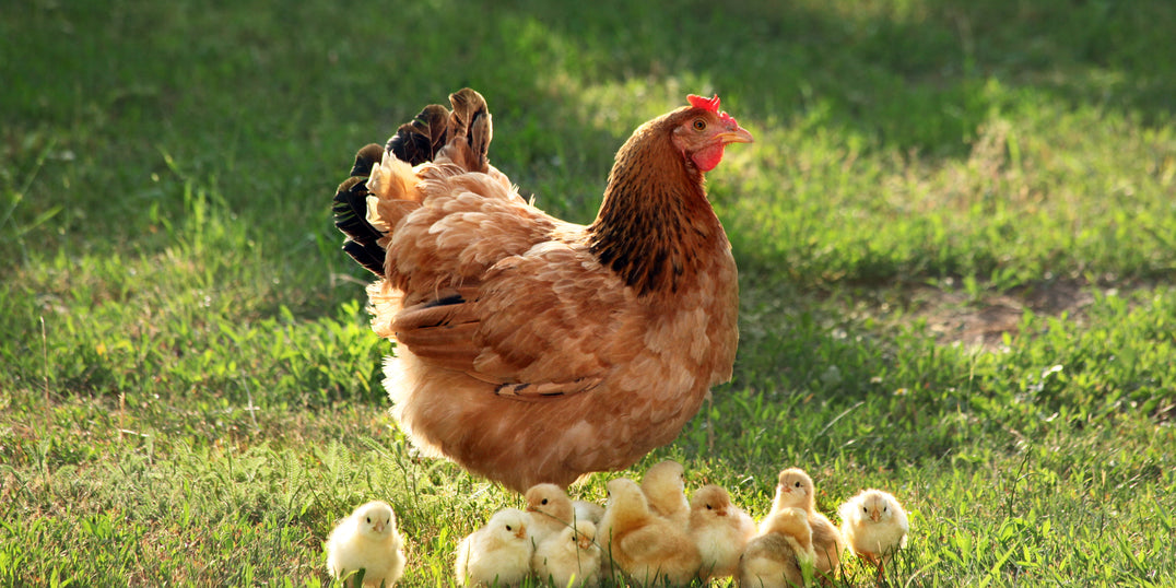 How to Breed Your Hens and Roosters