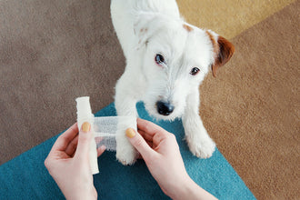 Pet First-Aid Awareness: Tips On Handling Pet Emergencies