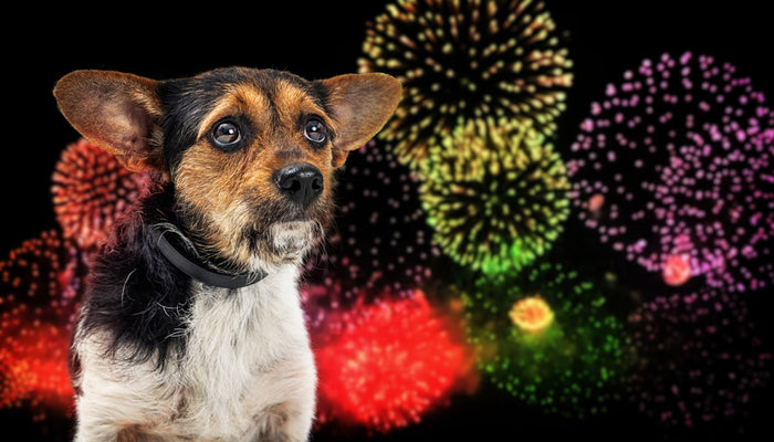 Scared little dog with fireworks in background