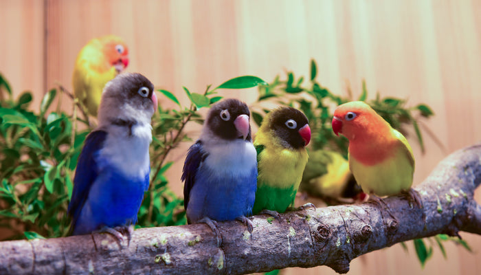 Group of Colorful Domesticated Birds Under UVB Light
