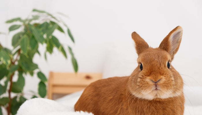 Brown bunny rabbit laying down on bed looking into camera lens