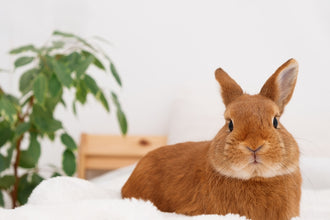 Bunny Up! Caring for Your Pet Rabbit