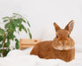 Bunny Up! Caring for Your Pet Rabbit