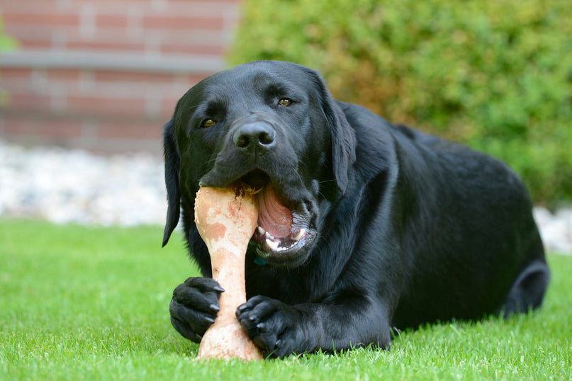 Keeping Those Teeth Bright: Pet Dental Health