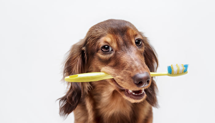Dachshund Dog with Toothbrush in Mouth