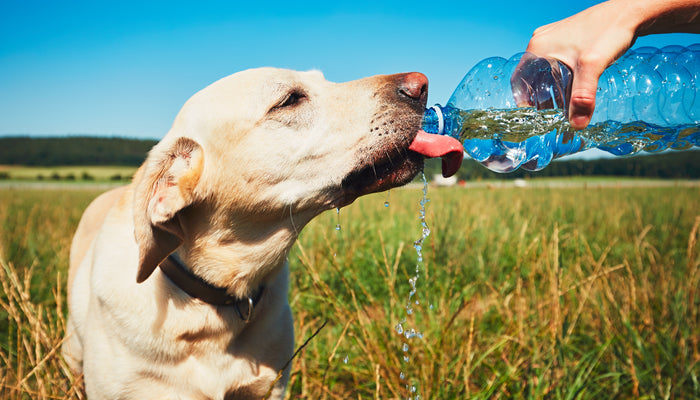 Lab Dog Drinking Water from Bottle