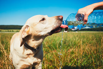 Is Your Dog Getting Enough Water?