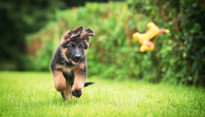 German Shepherd Puppy Running in Grass After Toy