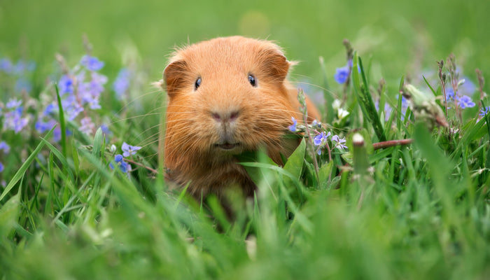 Brown guinea pig looking into camera 