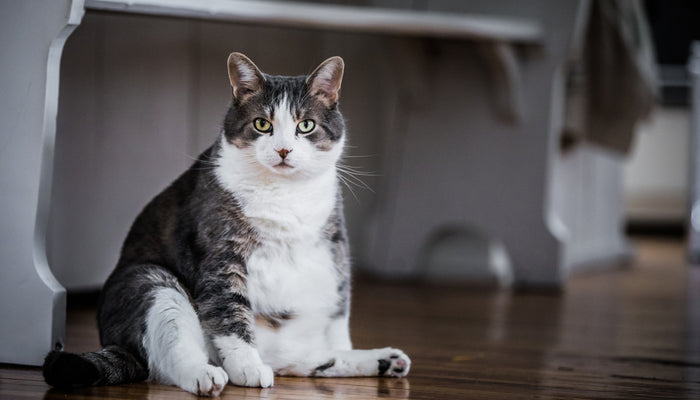 Slimming Down: Helping Your Cat or Dog Combat Obesity